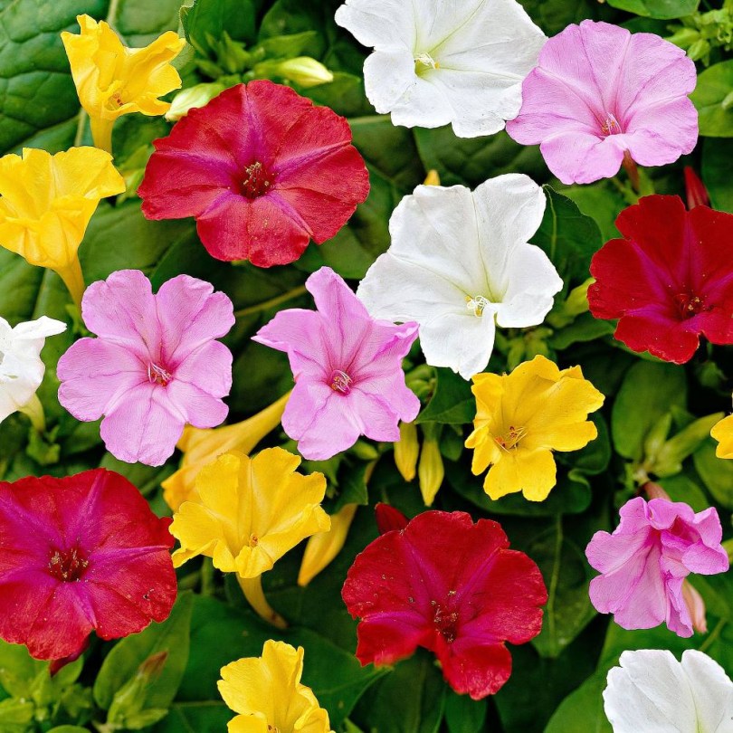 Csodatölcsér Áttört Színek Mix, Mirabilis jalapa, virág
